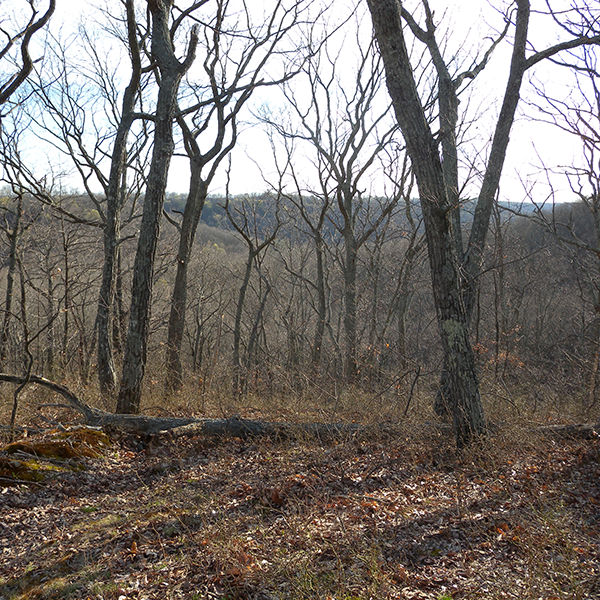 Spurgeon Hollow Lake & Trail